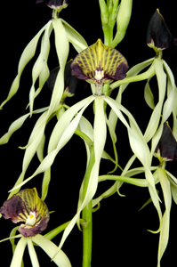 Prosthechea cochleata 'Steve Kelepecz' AM 81pts